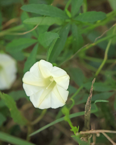 Distimake quinquefolius observed 2026-10-10