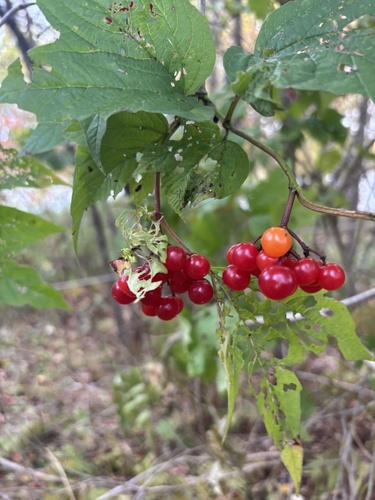 guelder-rose