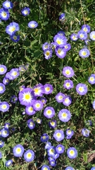 Convolvulus tricolor