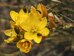 Ixia odorata