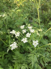 Angiospermae