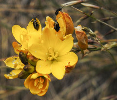 Ixia odorata