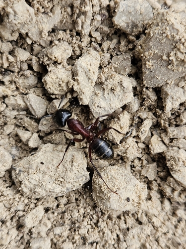 Brown-black Carpenter Ant