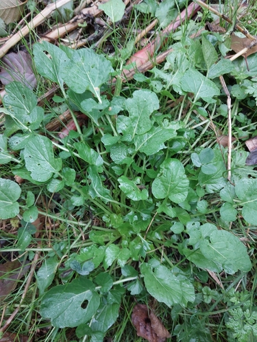 bitter wintercress