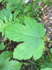 Acer pseudoplatanus