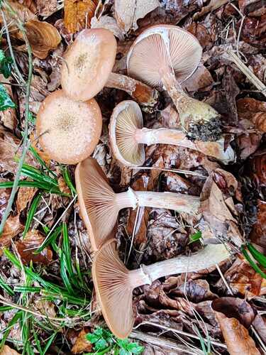 Bulbous Honey Fungus