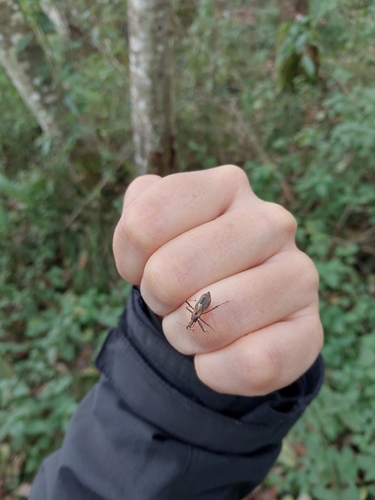 Tree Damsel Bug