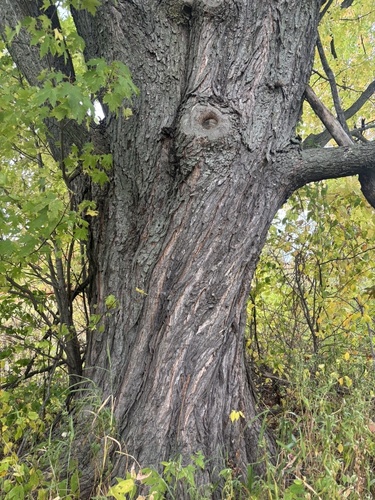 silver maple