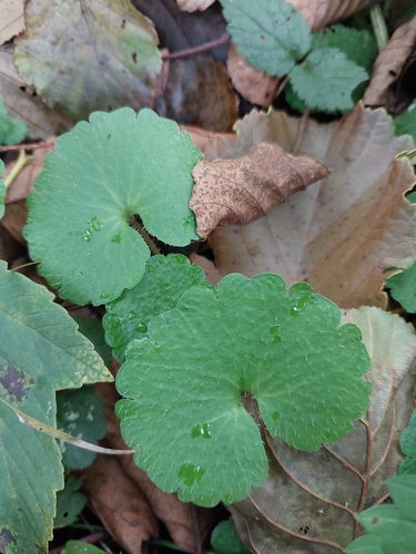 Alternate-leaved Golden Saxifrage
