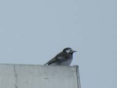 Motacilla alba