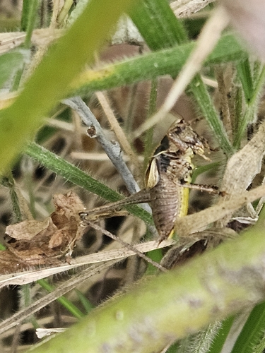 Dark Bush-cricket