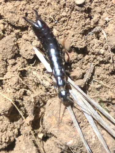Euborellia moesta