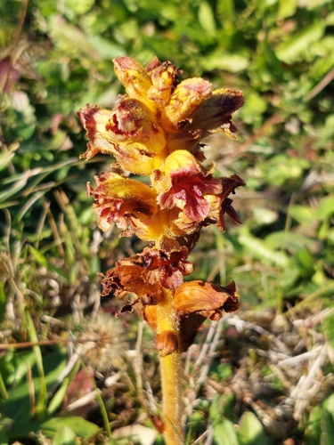 Slender Broomrape