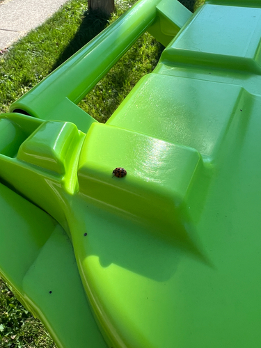 Asian Lady Beetle
