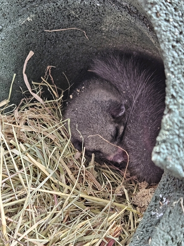 European Fat Dormouse
