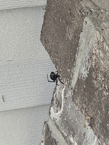Western Black Widow