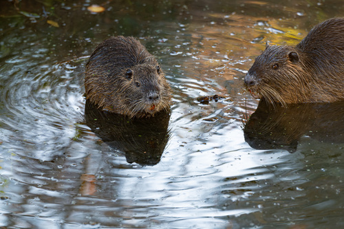 Coypu