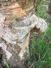 Fungi