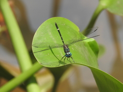 Dythemis nigra