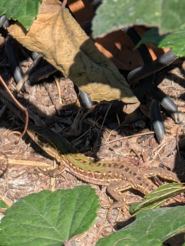 Italian Wall Lizard