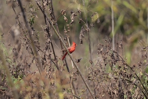 Northern Cardinal