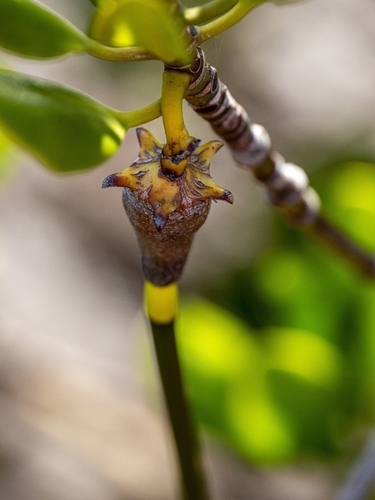 Ceriops tagal observed 2026-10-13