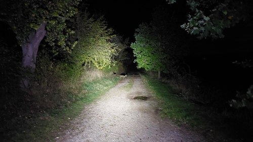 Western Roe Deer