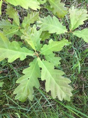 Quercus