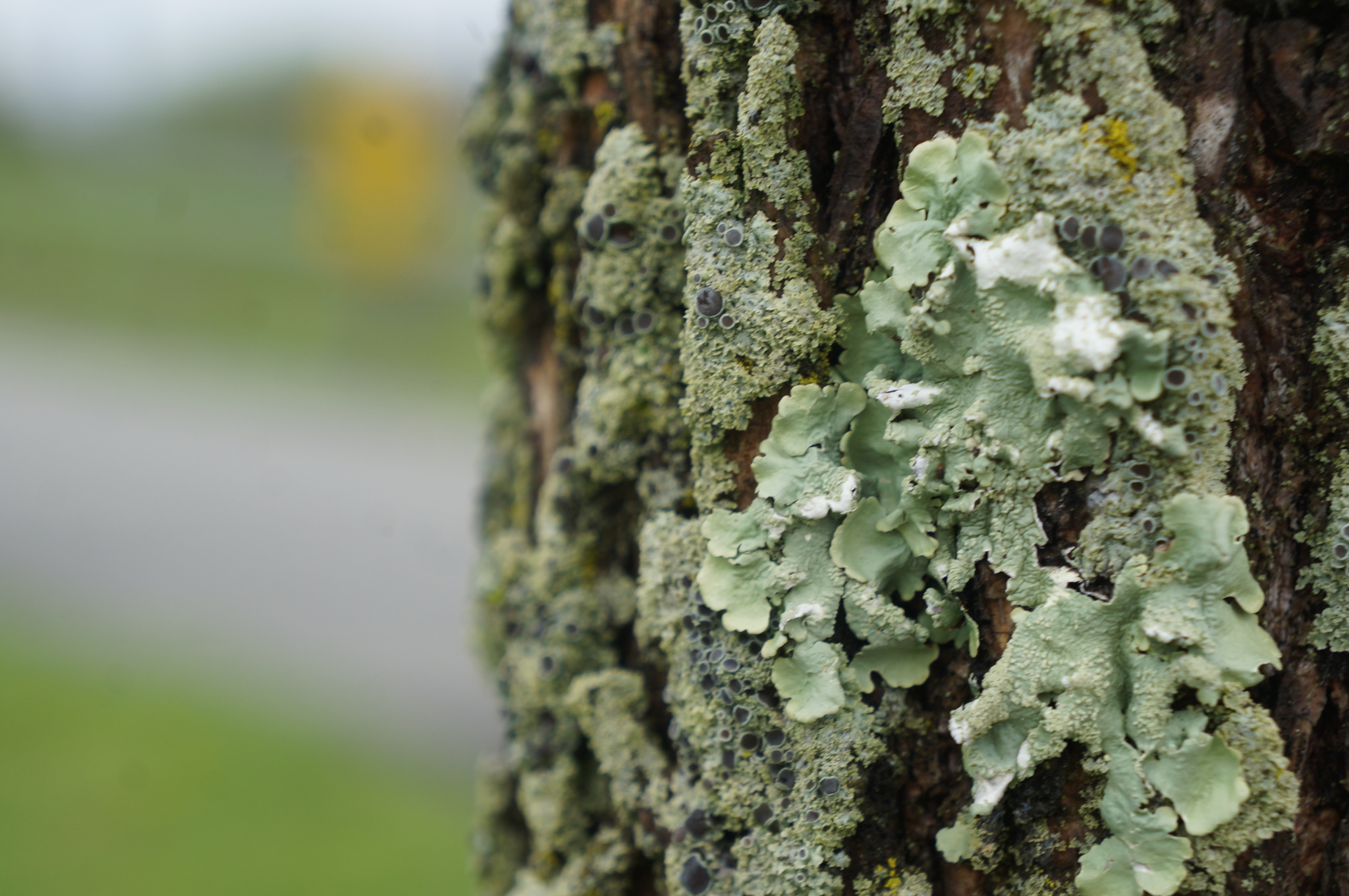 Flavoparmelia caperata image