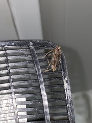 Elaphidion mucronatum