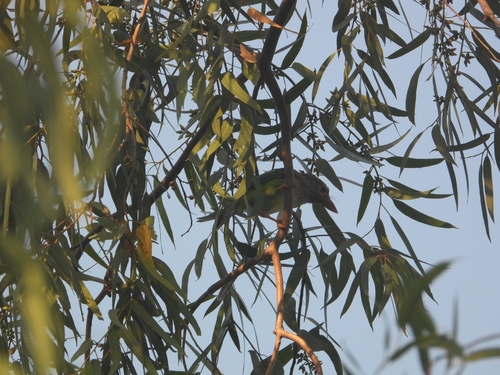 Psilopogon zeylanicus, 2026-10-11