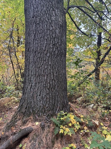 eastern white pine