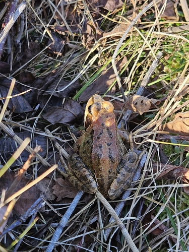 European Common Frog