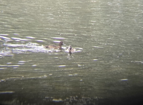 Tufted Duck