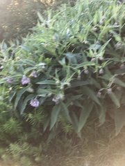 Symphytum officinale