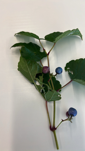 Porcelain Berry