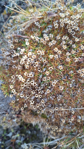 Silene acaulis observed 2026-10-12