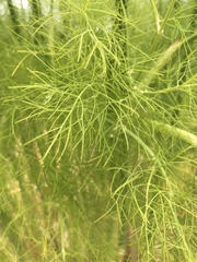 Foeniculum