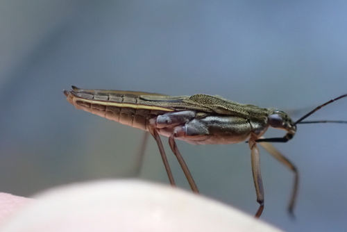 Eurasian common pond skater