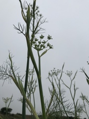 Foeniculum