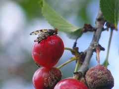 Otites porcus