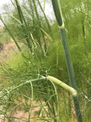 Foeniculum