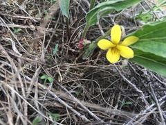 Viola nuttallii