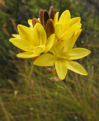 Ixia odorata
