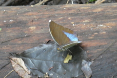 Euphaedra harpalyce harpalyce