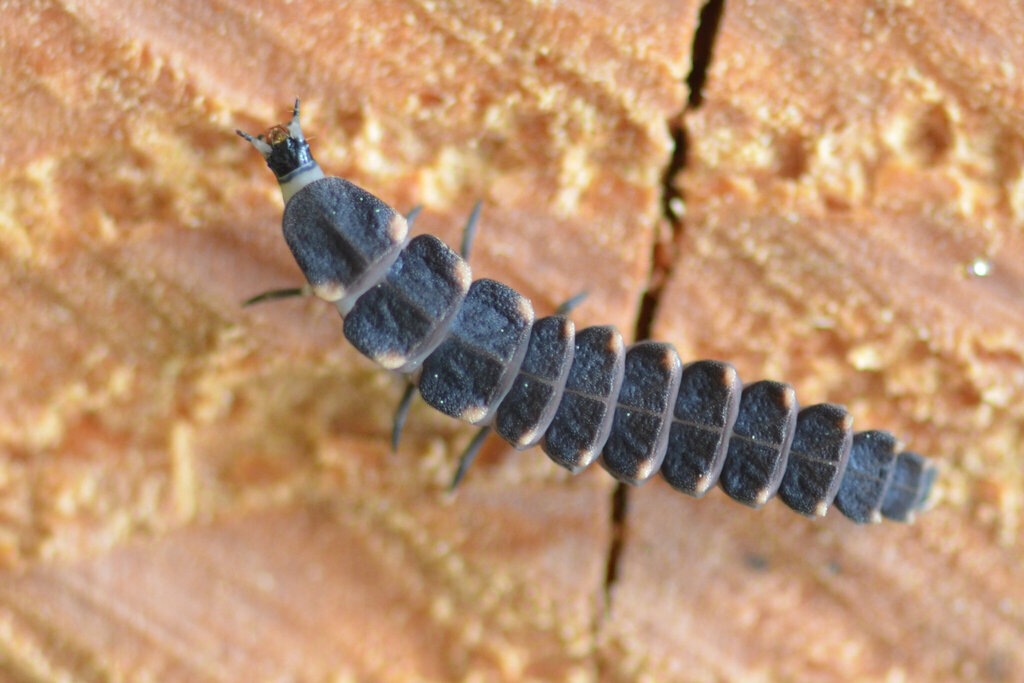European Glow-worm