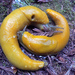 Banana Slugs - Photo (c) Such A Groke, some rights reserved (CC BY-NC-SA)