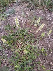 Stachys atherocalyx