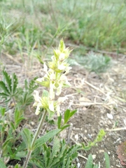 Stachys atherocalyx