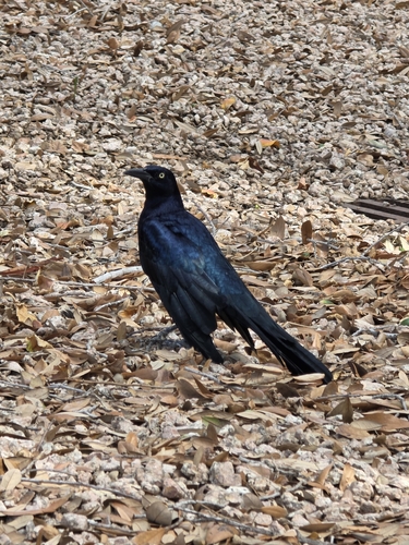Great-tailed Grackle